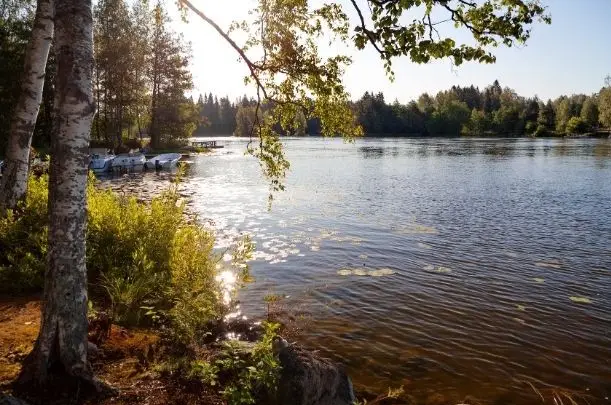 Kymijoki virtaa Kouvolassa kesäisenä päivänä rantapuun alta kuvattuna.