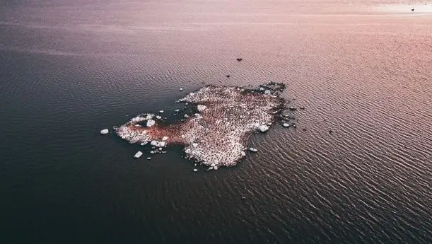 Lintuyhdyskunnan täyttämä pieni luoto Vaasan merialueella ilmasta kuvattuna.